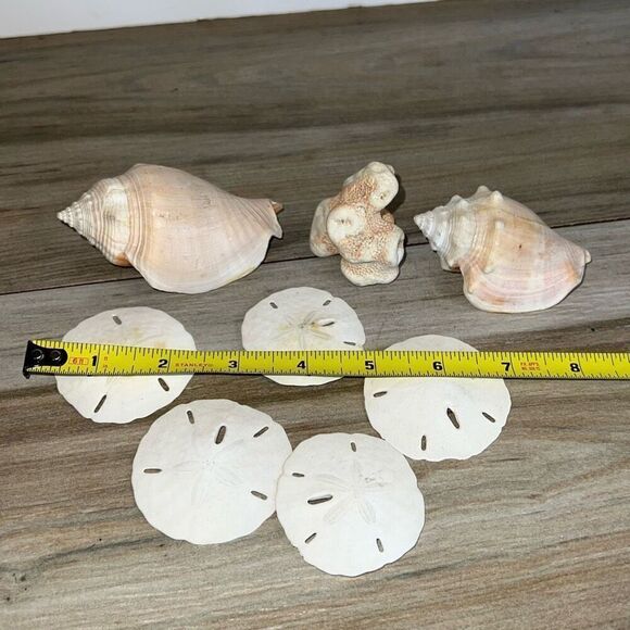 8 Shells Fossil Beach Ocean Sea Reef Fish Tank tank Aquarium decoration Tulip - Picture 2 of 9